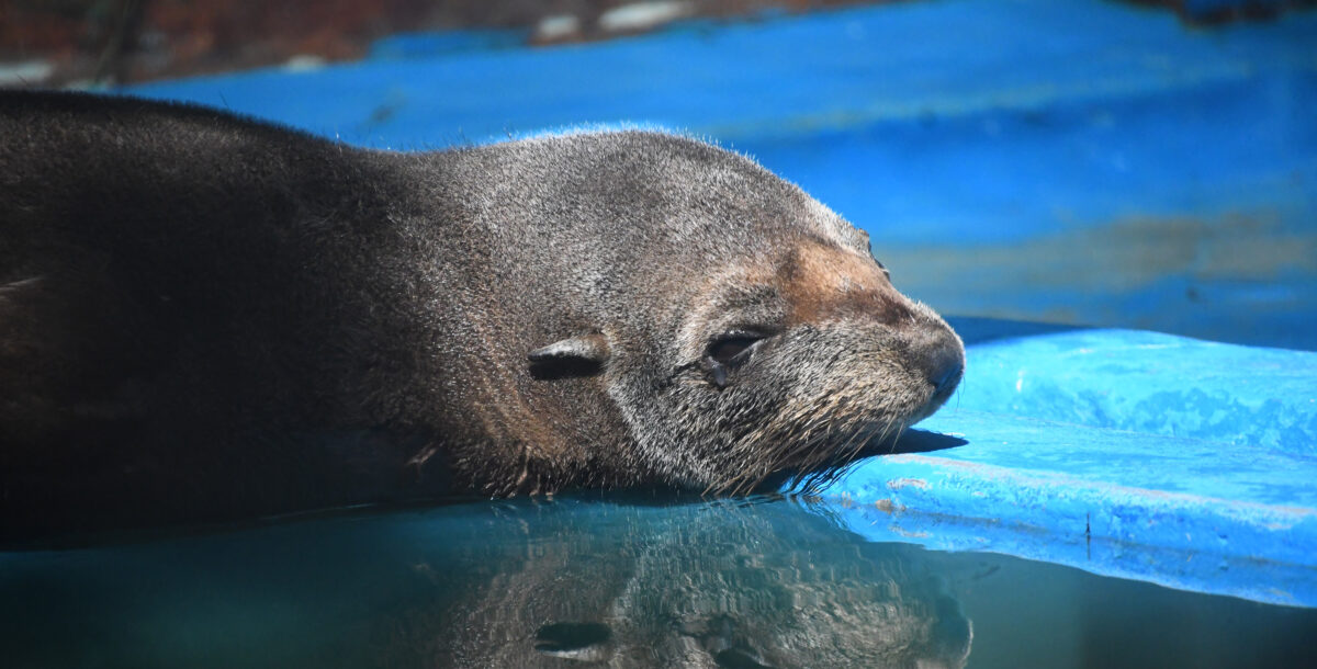 Regresó al mar un lobo marino rescatado con una profunda herida en su cuello