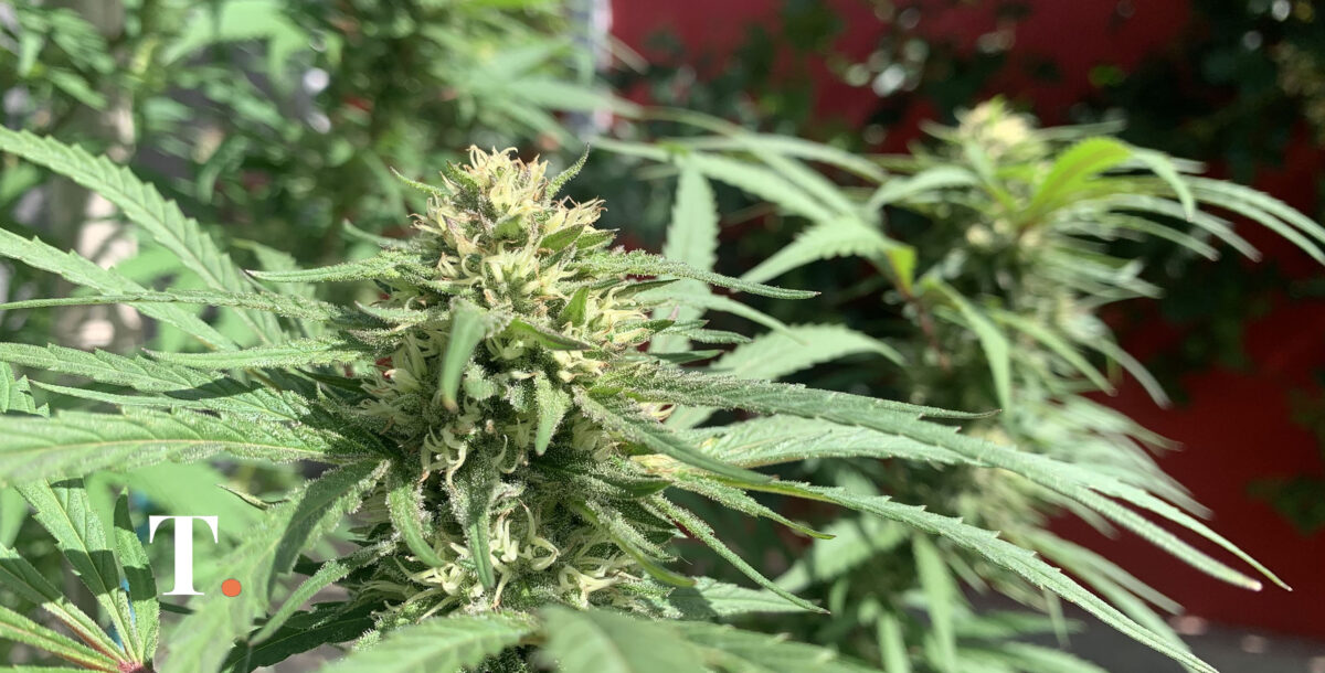 Cannabis medicinal en Argentina: el nuevo marco regulatorio del Reprocann