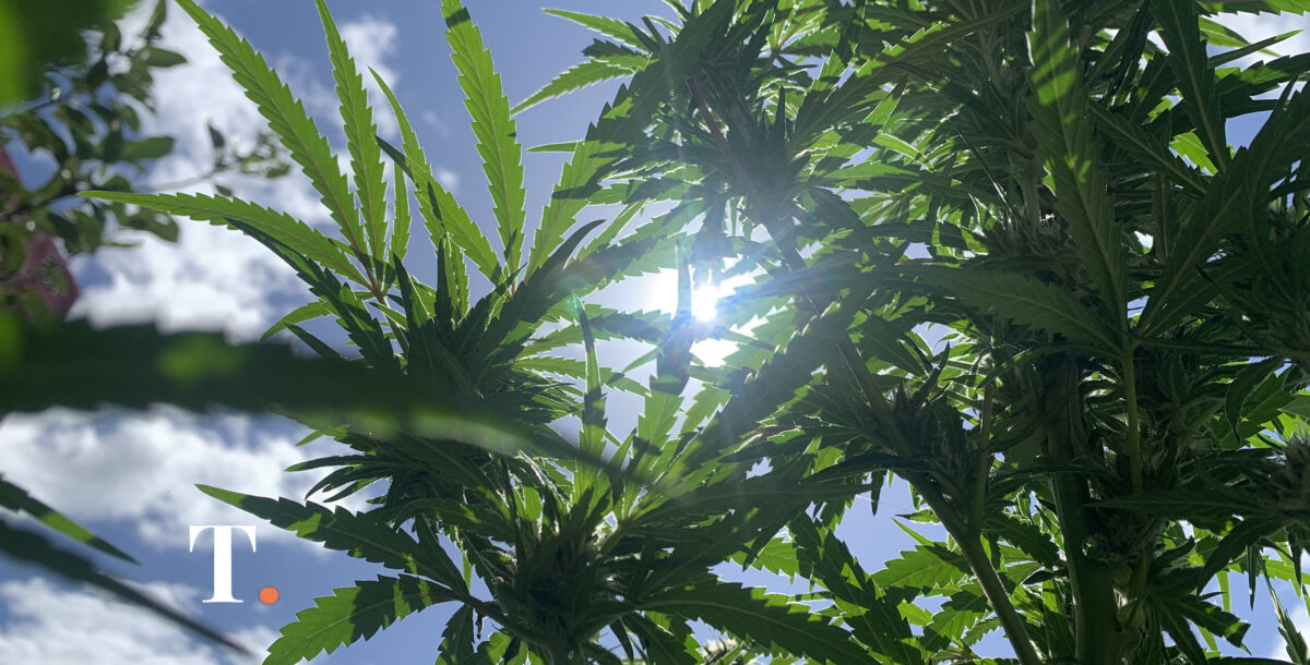 El caso del cultivo de 100 kilos de marihuana en Mar Chiquita tuvo condena efectiva