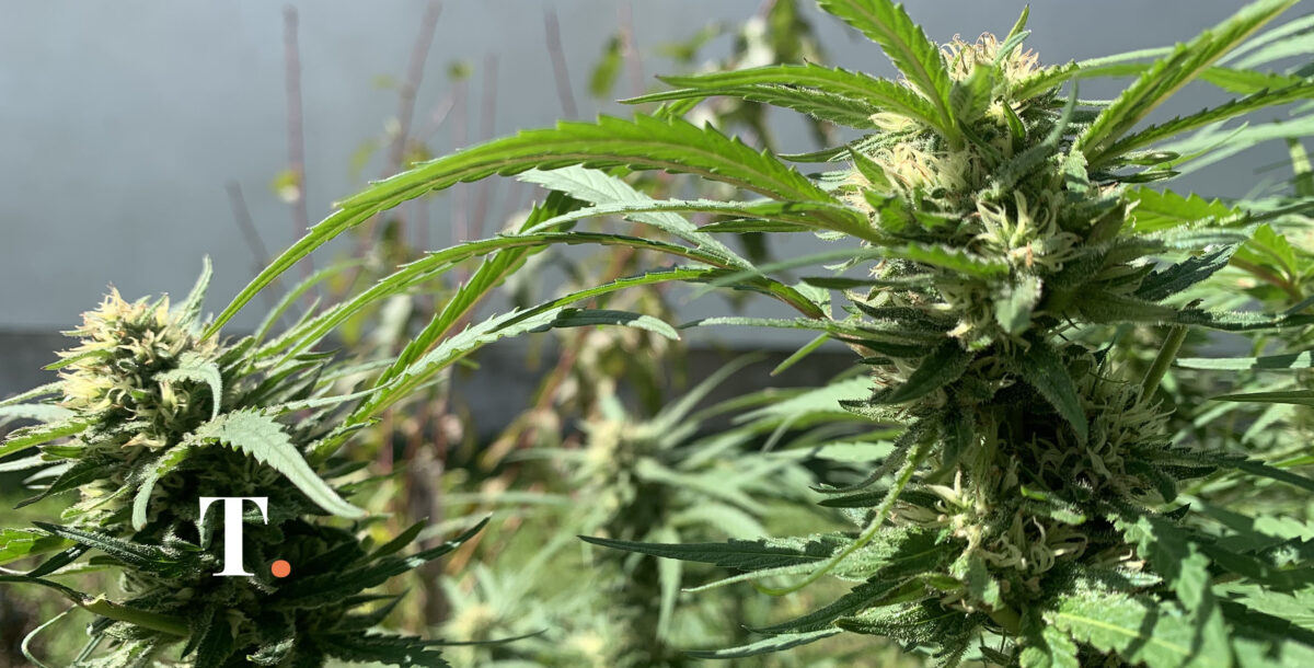 Amenazas, allanamiento y más de 100 kilos de marihuana en un campo de Mar Chiquita