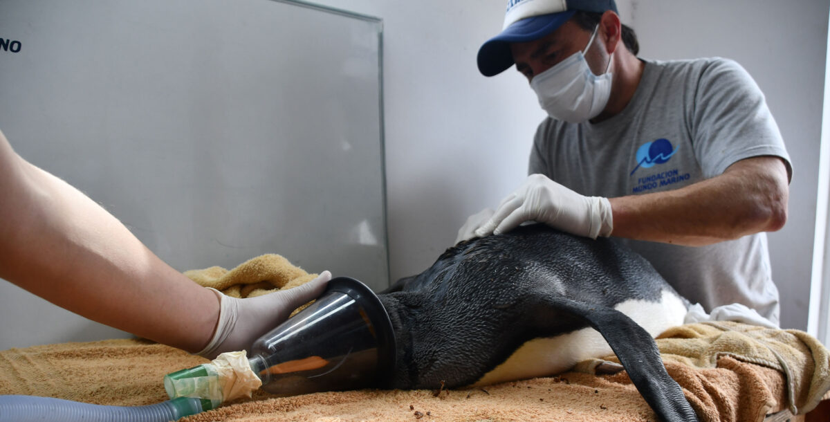 Lo asistieron como a un rey: volvió al mar un gran pingüino rescatado en Pinamar