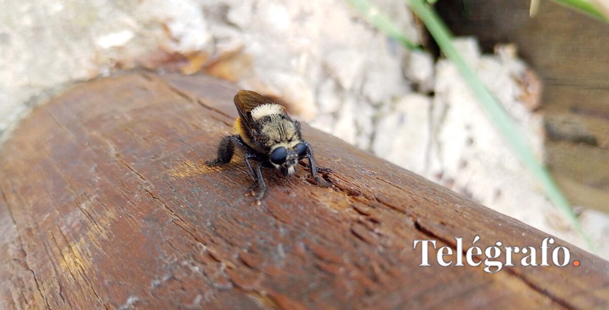 Secuencian por primera vez en Argentina un virus clave que afecta a las abejas