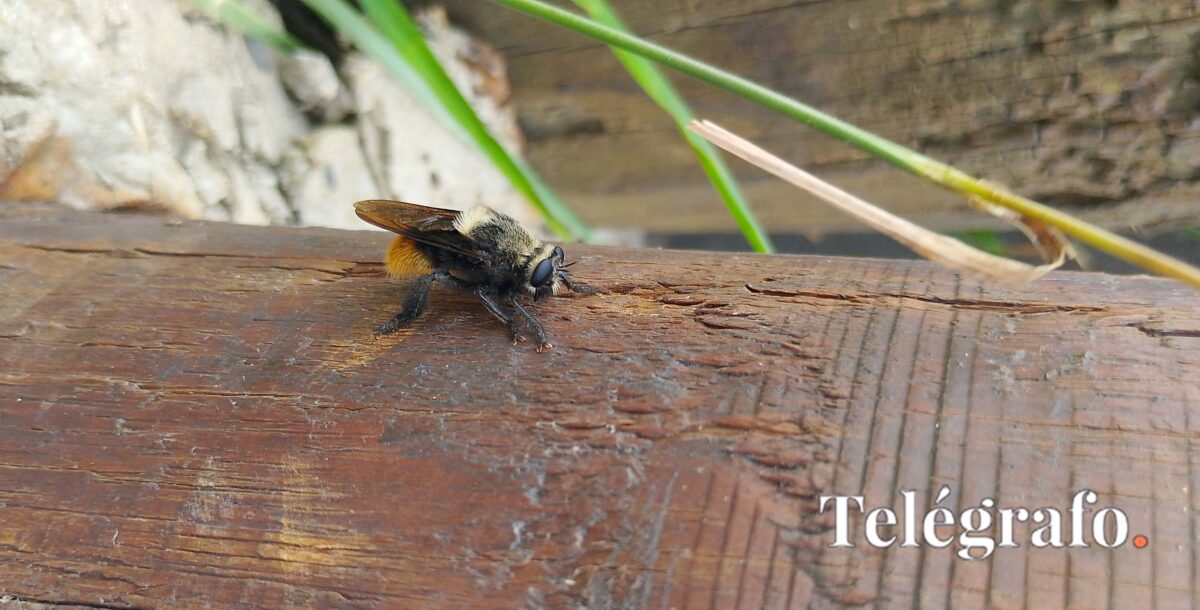 El INTA desarrolló una herramienta biotecnológica para proteger a las abejas