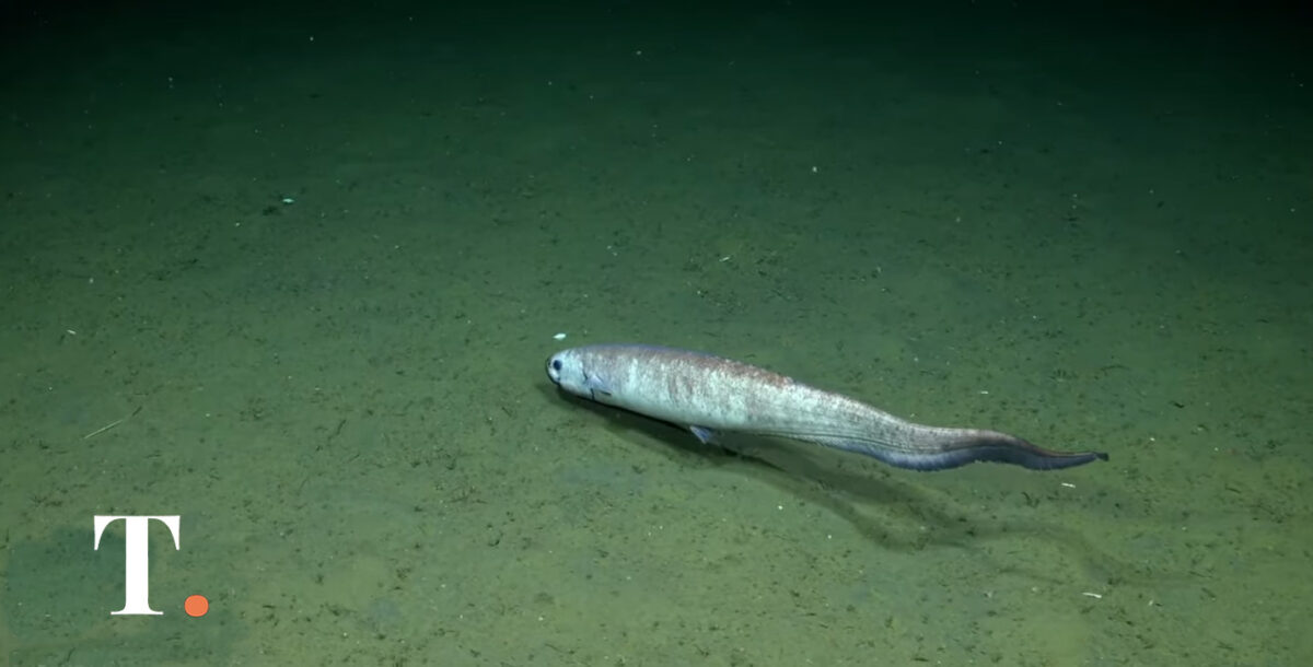 Reconocen al Conicet por descubrir una nueva especie de parásito marino