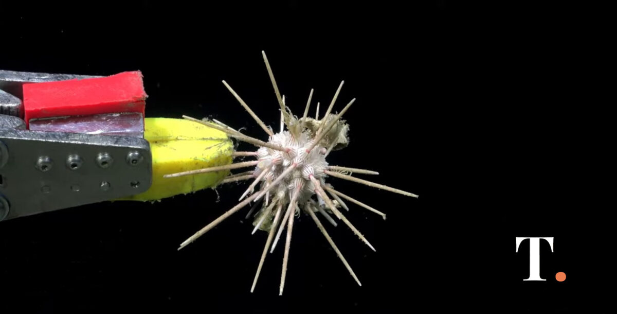 El INIDEP realiza en Mar del Plata una muestra interactiva de ciencia marina