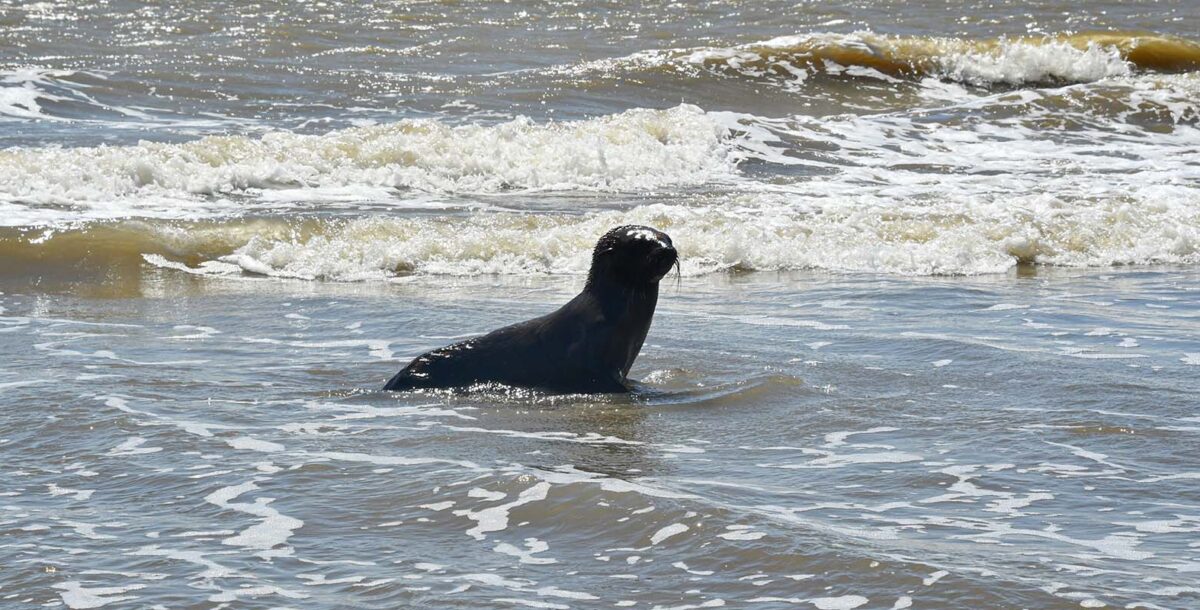 Una segunda oportunidad: tres lobos marinos volvieron al mar tras rehabilitarse