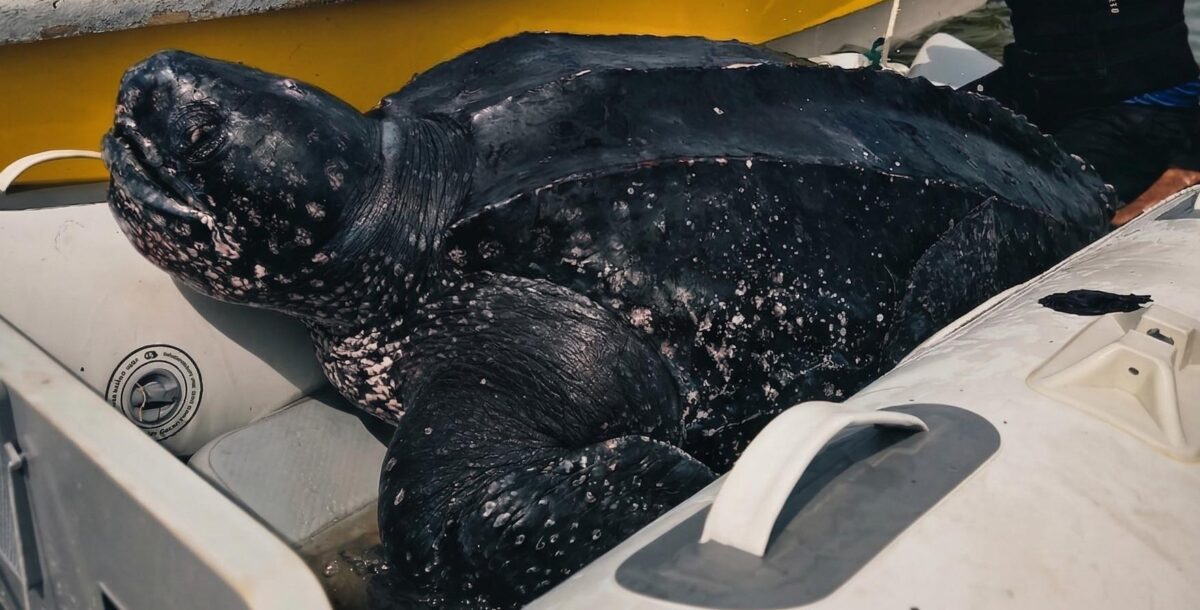 Por primera vez rastrean tortugas laúd macho en el Mar Argentino